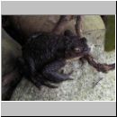 Bufo bufo - Erdkroete 01.jpg